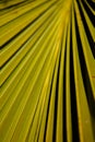 detail of the leaves of a palm tree Royalty Free Stock Photo