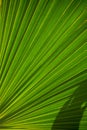 detail of the leaves of a palm tree Royalty Free Stock Photo