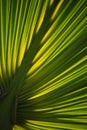 detail of the leaves of a palm tree Royalty Free Stock Photo