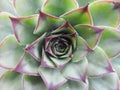 Detail of leaves of a plant called succulent