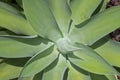 Detail of leaves of swan tail, or Agave