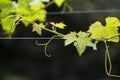 Detail of the leaves a tendrils of a vineyard