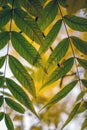 Detail of leaves on a tree Royalty Free Stock Photo