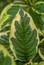 Detail of the leaves of a Weigelia Florida Variegata