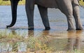 DETAIL OF LEGS OF AFRICAN BUSH ELEPHANT STANDING IN WATER Royalty Free Stock Photo