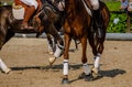 detail of the legs of two horses in a horseball game, equestrian sports concept Royalty Free Stock Photo