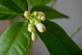 Detail of a lemon tree before blossom