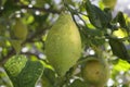 Detail of lemon on the tree after rain Royalty Free Stock Photo