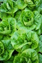 Detail of lettuce in the garden, large, fresh and ready for salad.