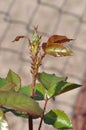 Lice on rose bud Royalty Free Stock Photo