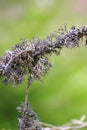 Detail of a lichen Royalty Free Stock Photo