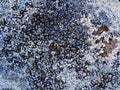 Detail of Lichen Bloom on Old Rock Wall Royalty Free Stock Photo