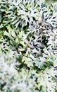 Detail lichen Royalty Free Stock Photo