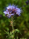 Detail of light blue flower Purple Tansy in field in background. Green blue purple flower in blossom are shaking