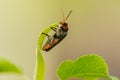 Detail of lighting bug on leaf