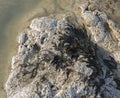 Detail of limestone coastline.