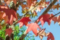 Detail of liquidambar red autumnal foliagec lose up