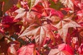 Detail of liquidambar red autumnal foliage close up