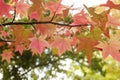 Detail of liquidambar red autumnal foliage