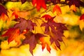 Detail of liquidambar sweetgum tree leafs with blurred background - autumnal background Royalty Free Stock Photo