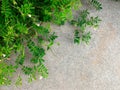 Little branch of green plant and flower on dirty concrete ground in big city for natural background