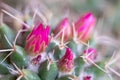 Detail of a little pink flowers of Mammillaria Compressa cactus, or known as Mother of Hundreds. Royalty Free Stock Photo