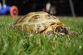 Detail of a little tortoise crawling in the grass Royalty Free Stock Photo