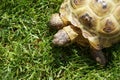 Detail of a little tortoise crawling in the grass Royalty Free Stock Photo