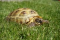 Detail of a little tortoise crawling in the grass Royalty Free Stock Photo