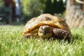 Detail of a little tortoise crawling in the grass Royalty Free Stock Photo