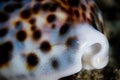 Detail of Living Tiger Cowrie Shell