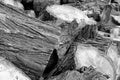 Detail of the logs of wood, PlzeÃË (Pilsen), Czech Republic Royalty Free Stock Photo