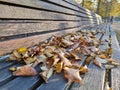 Detail of long outdoor park bench with autumn leaves on it