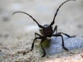 Longhorn beetle morimus funereus Royalty Free Stock Photo