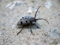 Longhorn beetle morimus funereus Royalty Free Stock Photo