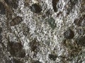 Detail look at Granodiorite stone Royalty Free Stock Photo