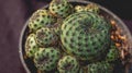 Detail look of Sulcorebutia Rauschii. Royalty Free Stock Photo