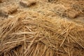 detail of loosely disarrayed hay strands