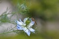 Love in a mist Nigella damascena blue flower Royalty Free Stock Photo