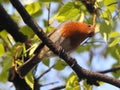 Lower view on robin sitting on thin bare branch. Royalty Free Stock Photo