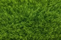 detail of a lush, thick grass carpet