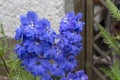 Detail of a lushly flowering delphinium. These well-flowering perennials are very popular in gardens