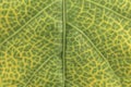 Green leaf texture patern board background Royalty Free Stock Photo