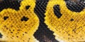 Detail macro of a Pastel ball python scales Royalty Free Stock Photo
