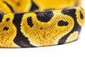 Detail macro of a Pastel ball python scales, Python Regius, isol Royalty Free Stock Photo