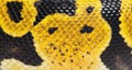 Detail macro of a Pastel ball python scales Royalty Free Stock Photo
