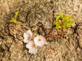 Detail macro photo of japanese cherry blossom flowers Royalty Free Stock Photo