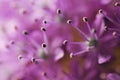 Detail or macro photography of allium giganteum pistal, flower background