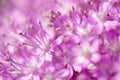 Detail or macro photography of allium giganteum pistal, flower background Royalty Free Stock Photo