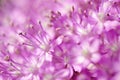 Detail or macro photography of allium giganteum pistal, flower background